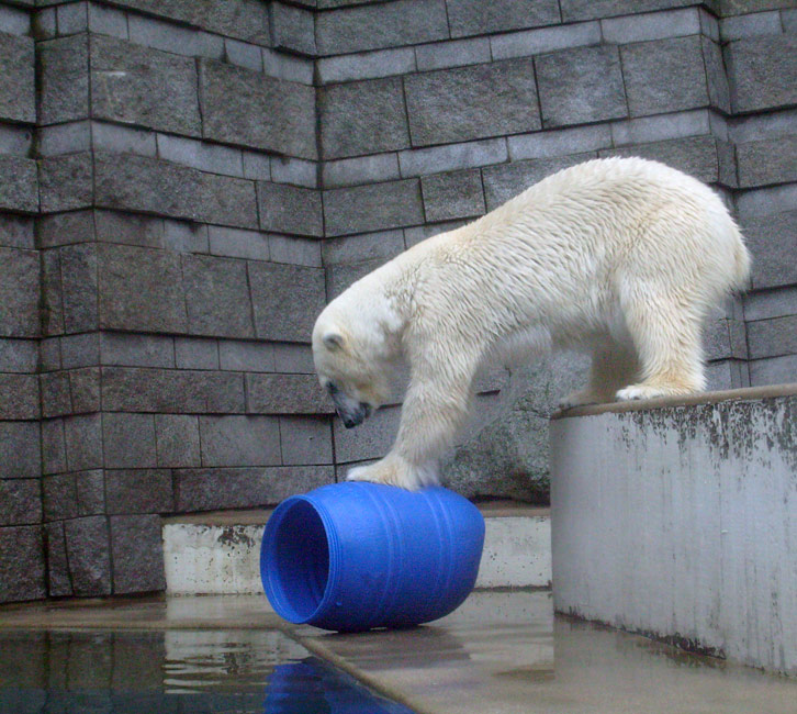 Eisbärin Jerka mit der blauen Tonne im Zoologischen Garten Wuppertal am 29. Dezember 2009