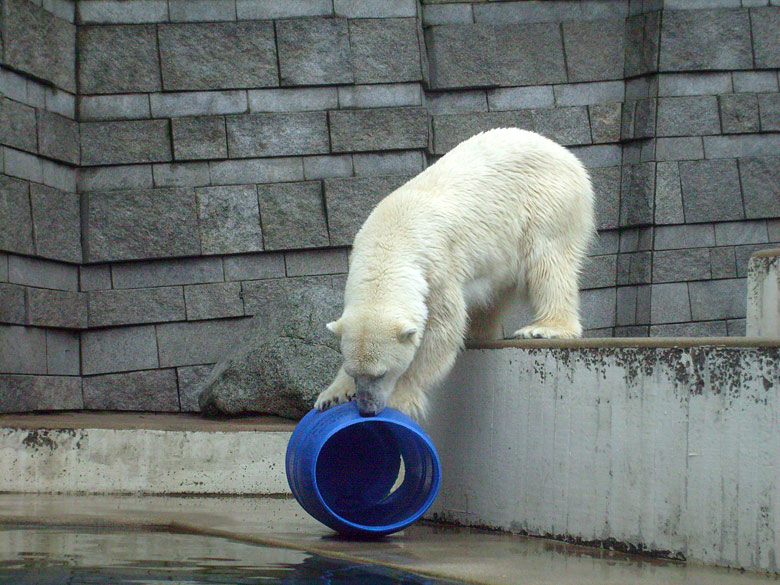 Eisbärin Jerka mit der blauen Tonne im Wuppertaler Zoo am 29. Dezember 2009