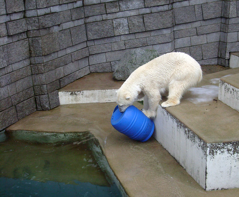 EisbärEisbärin Jerka mit der blauen Tonne im Zoo Wuppertal am 29. Dezember 2009