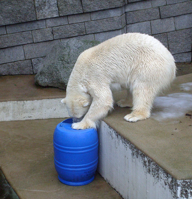 Eisbärin Jerka mit der blauen Tonne im Zoologischen Garten Wuppertal am 29. Dezember 2009