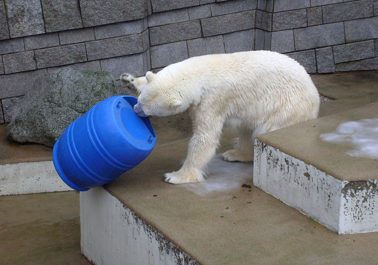 Eisbärin Jerka mit der blauen Tonne im Wuppertaler Zoo am 29. Dezember 2009