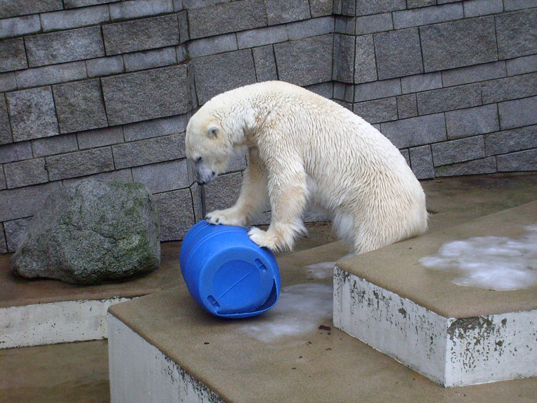 Eisbärin Jerka mit der blauen Tonne im Zoo Wuppertal am 29. Dezember 2009