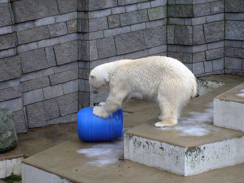 Eisbärin Jerka mit der blauen Tonne im Zoologischen Garten Wuppertal am 29. Dezember 2009