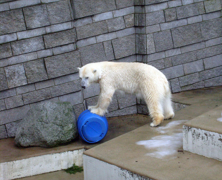 Eisbärin Jerka mit der blauen Tonne im Wuppertaler Zoo am 29. Dezember 2009