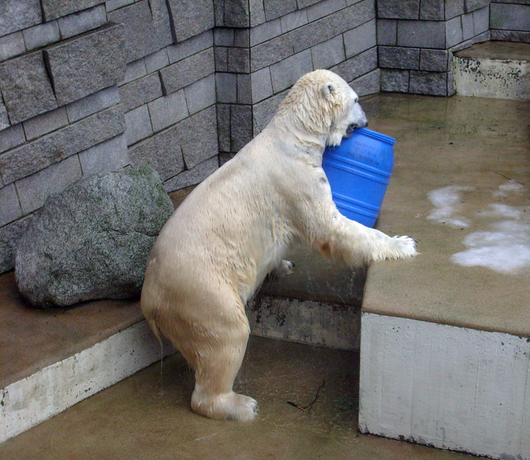 Eisbär Lars mit der blauen Tonne im Wuppertaler Zoo am 29. Dezember 2009