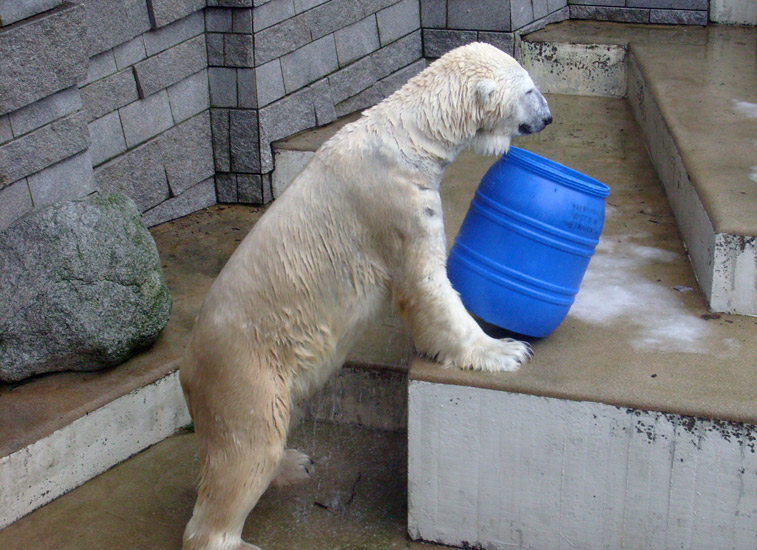 Eisbär Lars mit der blauen Tonne im Zoo Wuppertal am 29. Dezember 2009