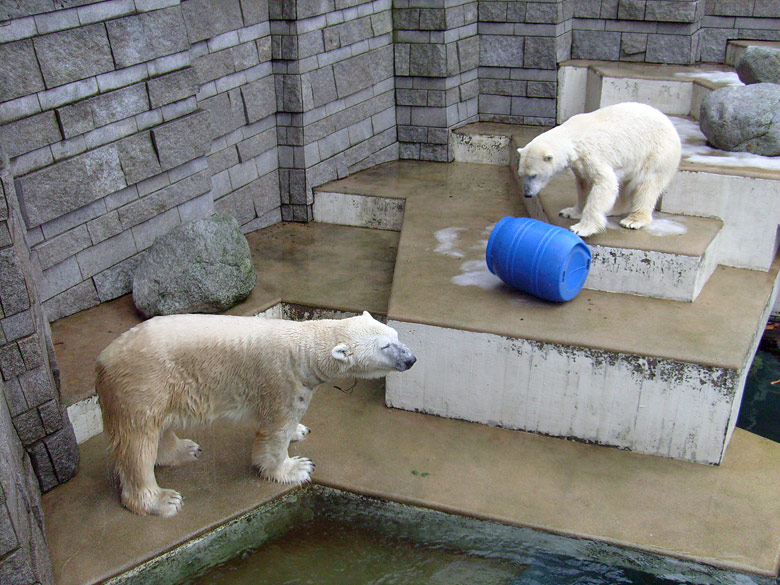 Eisbär Lars und Eisbärin Jerka im Zoologischen Garten Wuppertal am 29. Dezember 2009