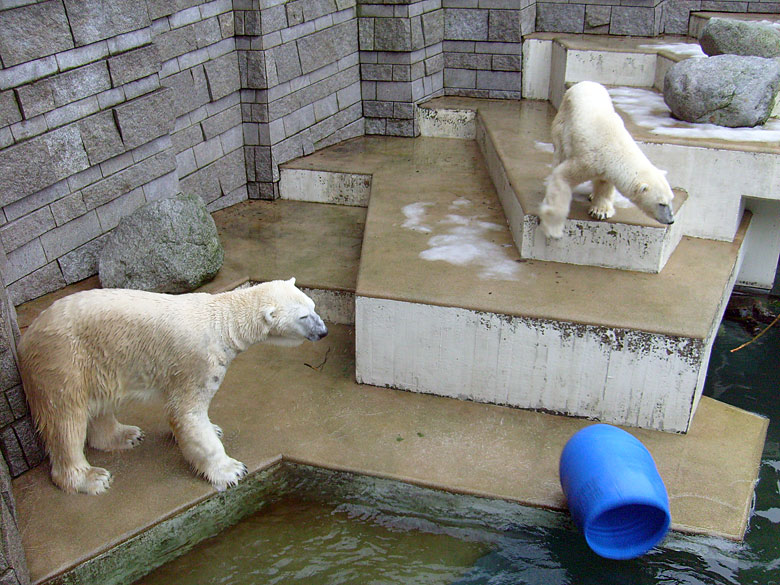 Eisbär Lars und Eisbärin Jerka im Wuppertaler Zoo am 29. Dezember 2009