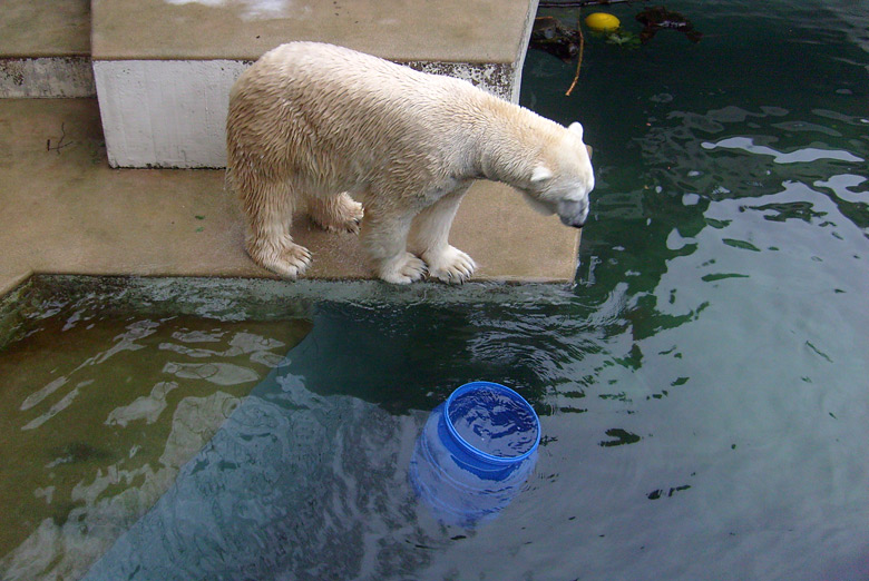 Eisbär Lars mit der blauen Tonne im Zoo Wuppertal am 29. Dezember 2009