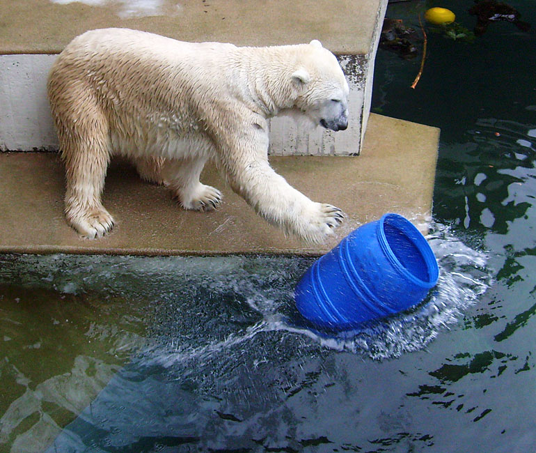 Eisbär Lars mit der blauen Tonne im Zoo Wuppertal am 29. Dezember 2009