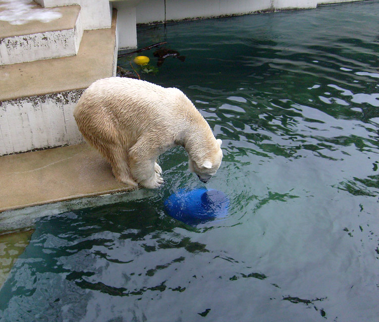 Eisbär Lars mit der blauen Tonne im Wuppertaler Zoo am 29. Dezember 2009