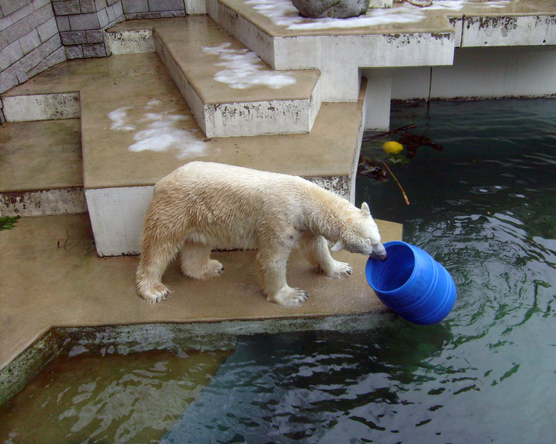 Eisbär Lars mit der blauen Tonne im Zoologischen Garten Wuppertal am 29. Dezember 2009