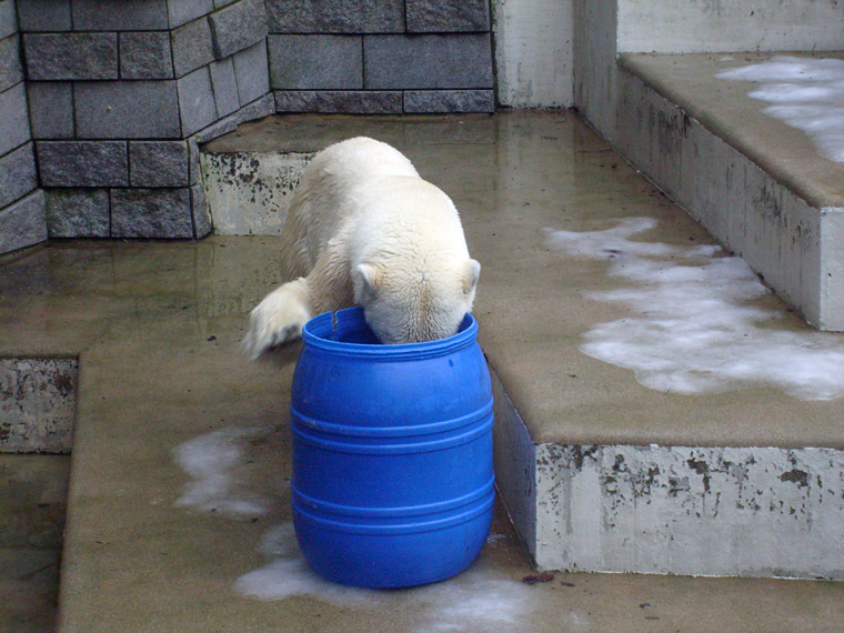 Eisbärin Jerka mit der blauen Tonne im Zoo Wuppertal am 29. Dezember 2009