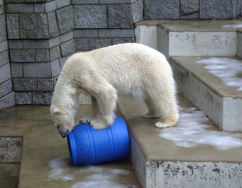 Eisbärin Jerka mit der blauen Tonne im Zoologischen Garten Wuppertal am 29. Dezember 2009