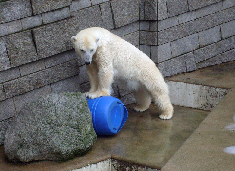 Eisbärin Jerka mit der blauen Tonne im Wuppertaler Zoo am 29. Dezember 2009