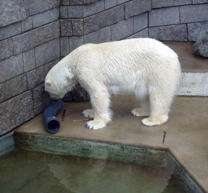 Eisbär Lars mit Plastikrohr im Zoologischen Garten Wuppertal am 29. Dezember 2009