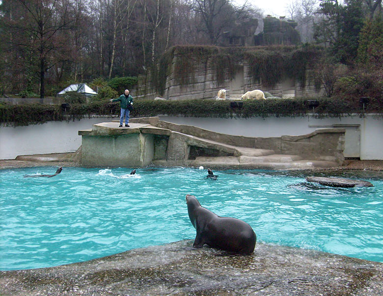 Eisbär Lars und Eisbärin Jerka im Zoo Wuppertal am 31. Dezember 2009