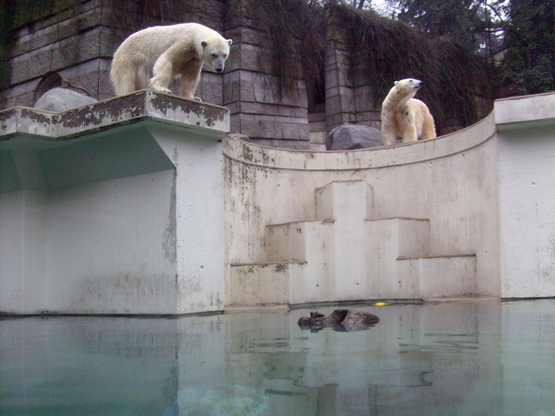 Eisbärin Jerka und Eisbär Lars im Zoologischen Garten Wuppertal am 31. Dezember 2009