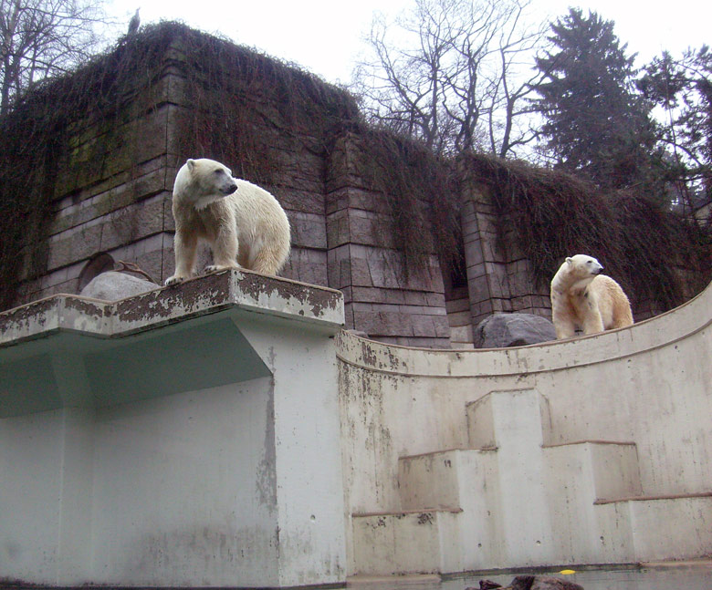 Eisbärin Jerka und Eisbär Lars im Wuppertaler Zoo am 31. Dezember 2009