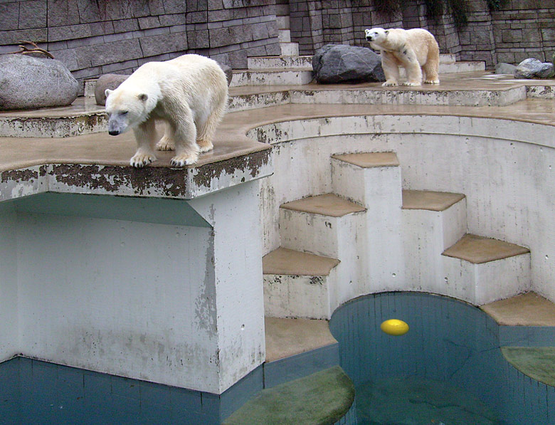 Eisbärin Jerka und Eisbär Lars im Zoo Wuppertal am 31. Dezember 2009