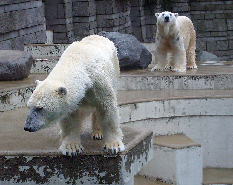 Eisbärin Jerka und Eisbär Lars im Wuppertaler Zoo am 31. Dezember 2009