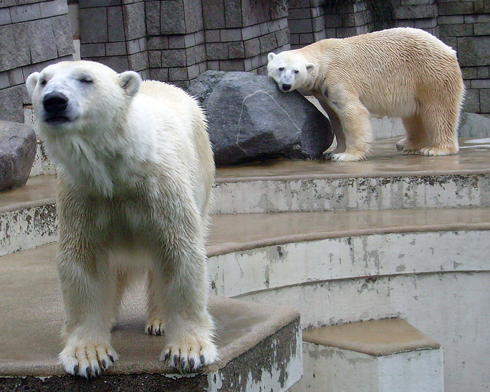 Eisbärin Jerka und Eisbär Lars im Wuppertaler Zoo am 31. Dezember 2009
