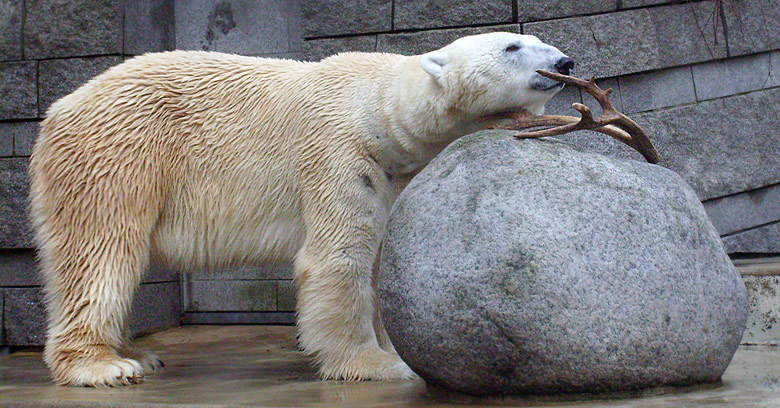 Eisbär Lars im Zoo Wuppertal am 31. Dezember 2009