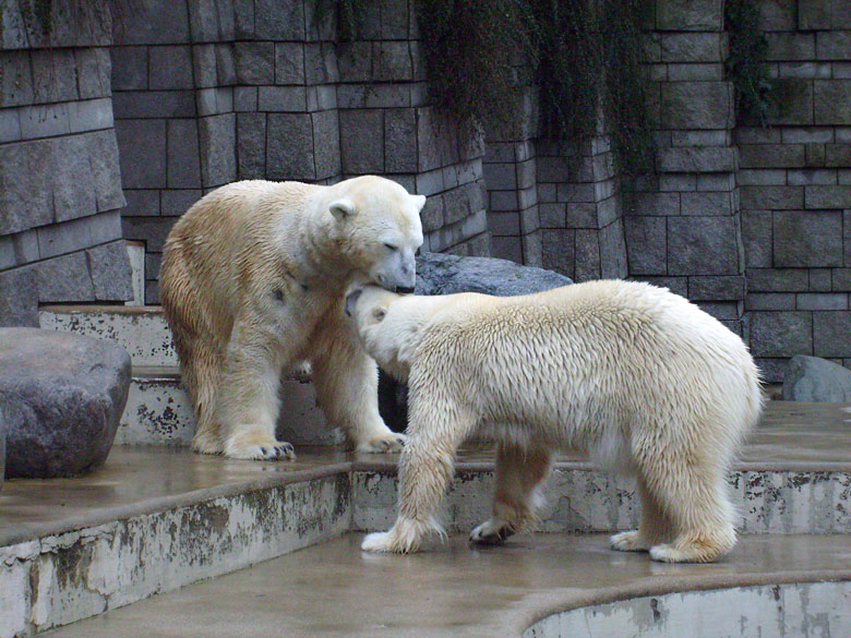 Eisbär Lars und Eisbärin Jerka im Zoo Wuppertal am 31. Dezember 2009