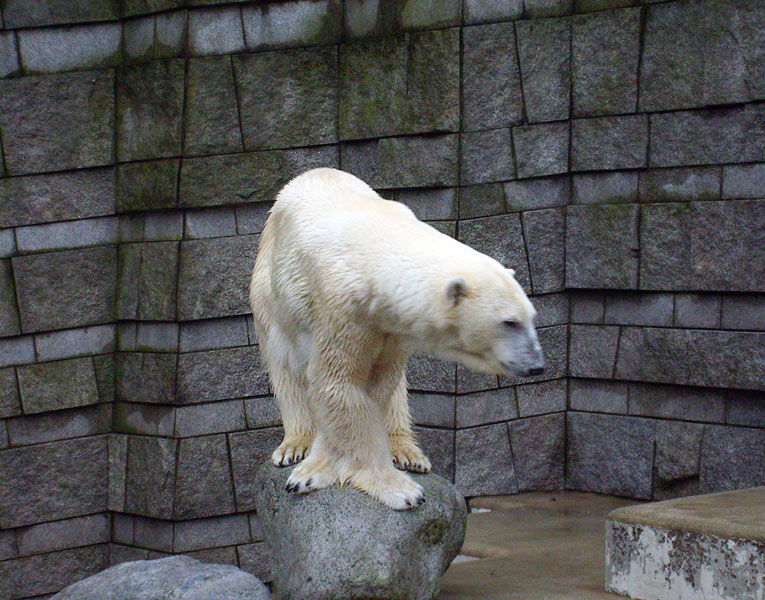 Eisbärin Jerka im Zoologischen Garten Wuppertal am 31. Dezember 2009