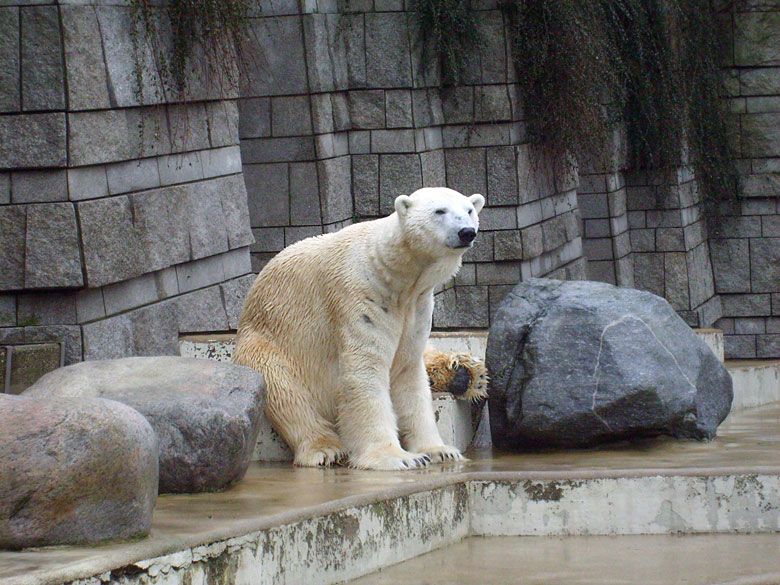 Eisbär Lars im Wuppertaler Zoo am 31. Dezember 2009