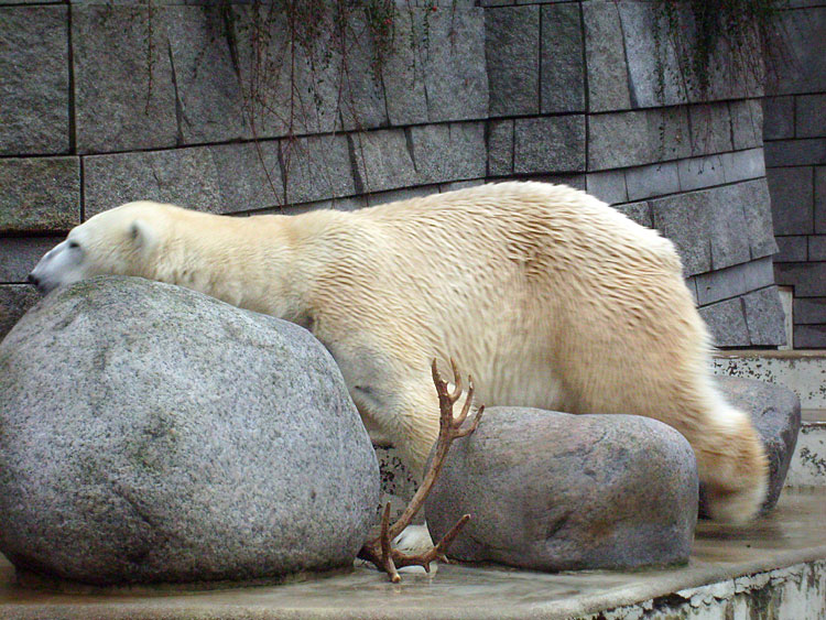 Eisbär Lars im Zoo Wuppertal am 31. Dezember 2009