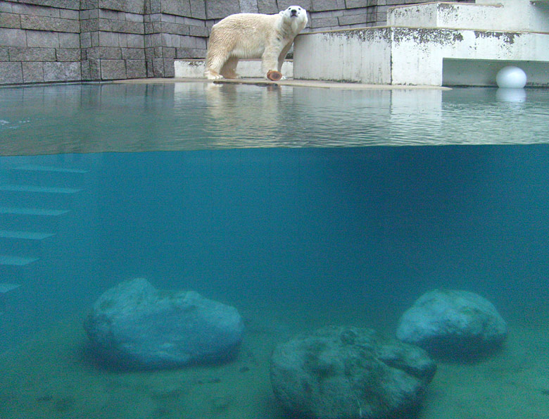 Eisbär Lars im Wuppertaler Zoo am 31. Dezember 2009