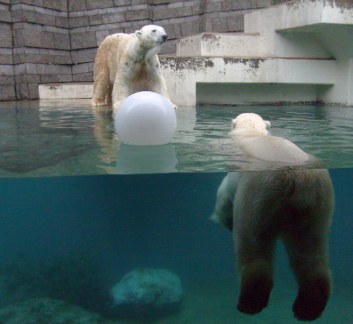 Eisbär Lars und Eisbärin Jerka im Wuppertaler Zoo am 1. Januar 2010