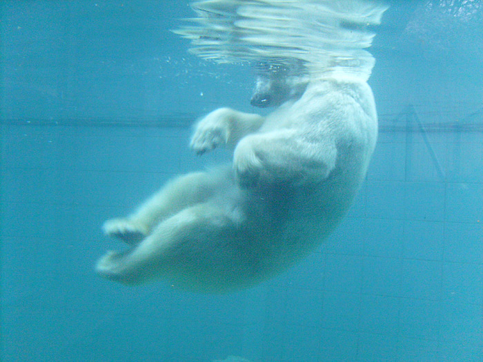 Eisbärin Jerka unter Wasser im Zoologischen Garten Wuppertal am 1. Januar 2010