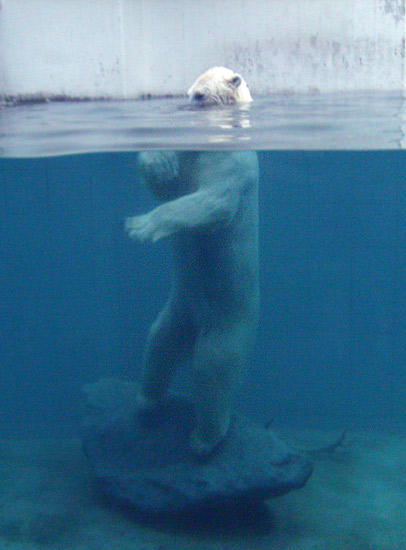 Eisbärin Jerka unter Wasser im Zoo Wuppertal am 1. Januar 2010