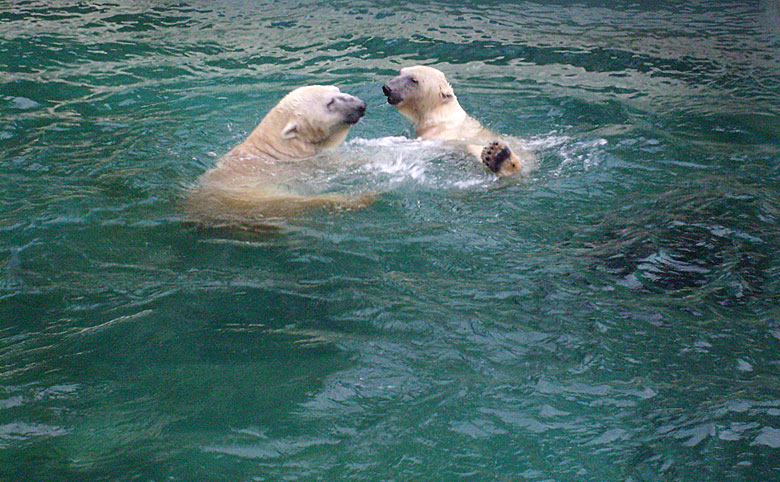 Eisbär Lars und Eisbärin Jerka tobten im Wasser im Wuppertaler Zoo am 1. Januar 2010