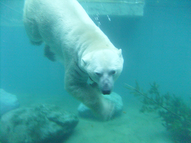 Eisbär Lars unter Wasser im Zoo Wuppertal am 1. Januar 2010