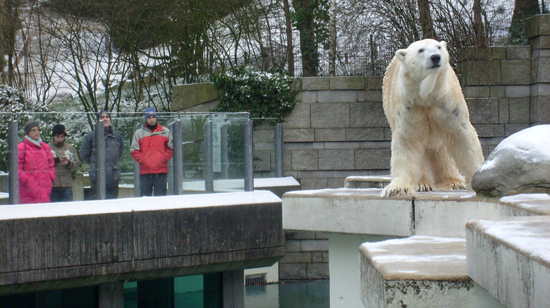 Eisbär Lars im Zoologischen Garten Wuppertal am 2. Januar 2010