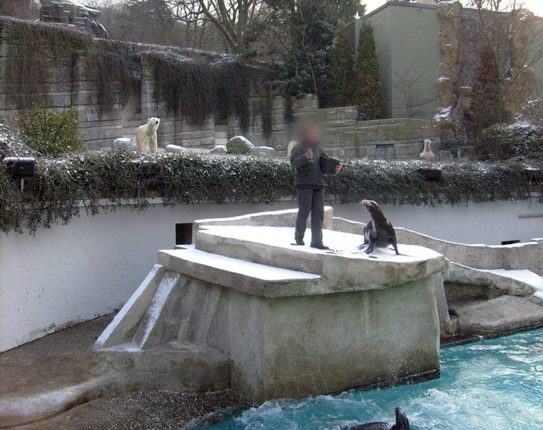 Fütterung der Kalifornischen Seelöwen im Zoo Wuppertal am 2. Januar 2010