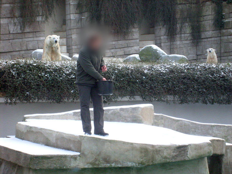 Eisbär Lars und Eisbärin Jerka im Zoologischen Garten Wuppertal am 2. Januar 2010