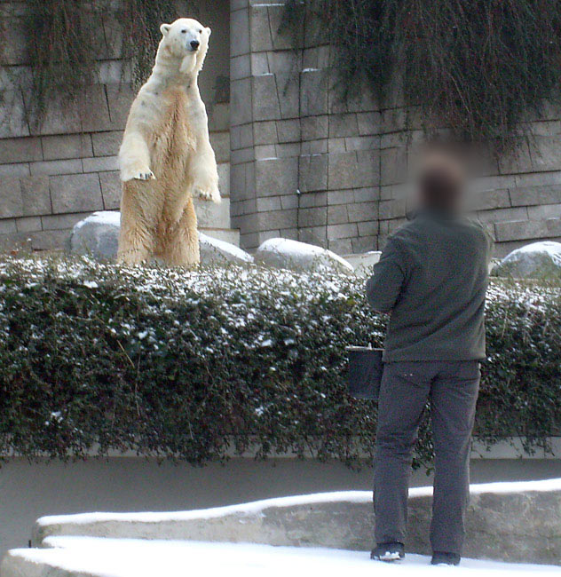 Eisbär Lars im Zoo Wuppertal am 2. Januar 2010