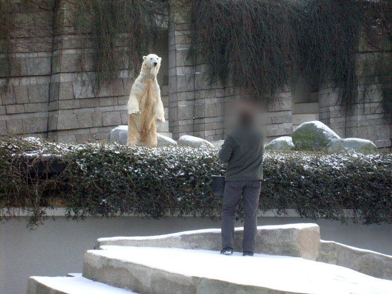 Eisbär Lars im Wuppertaler Zoo am 2. Januar 2010