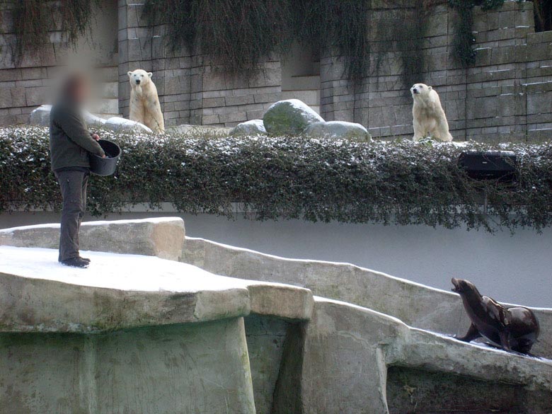 Fütterung der Kalifornischen Seelöwen im Zoologischen Garten Wuppertal am 2. Januar 2010