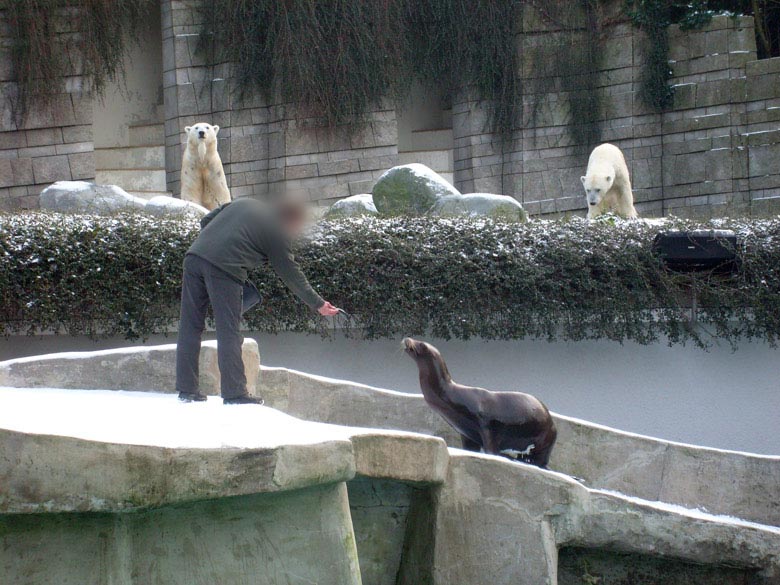 Fütterung der Kalifornischen Seelöwen im Zoo Wuppertal am 2. Januar 2010