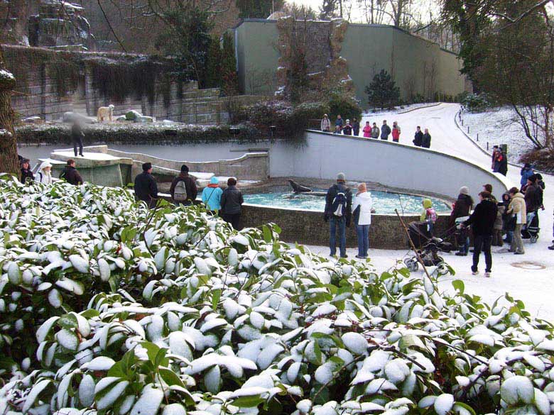 Fütterung der Kalifornischen Seelöwen im Wuppertaler Zoo am 2. Januar 2010