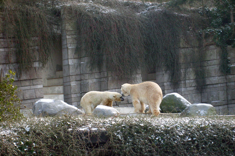 Eisbärin Jerka und Eisbär Lars im Zoo Wuppertal am 2. Januar 2010