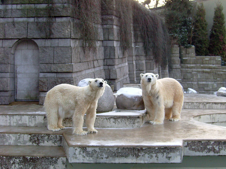 Eisbärin Jerka und Eisbär Lars im Wuppertaler Zoo am 2. Januar 2010