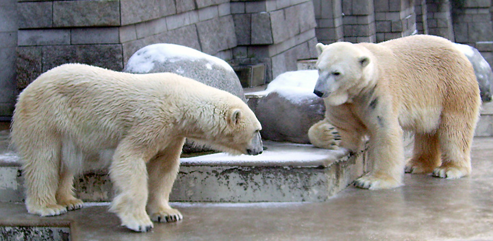 Eisbärin Jerka und Eisbär Lars im Zoo Wuppertal am 2. Januar 2010
