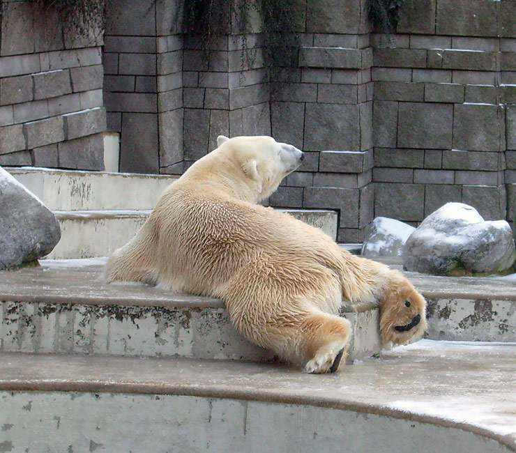 Eisbär Lars im Zoologischen Garten Wuppertal am 2. Januar 2010