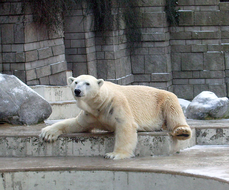 Eisbär Lars im Zoo Wuppertal am 2. Januar 2010